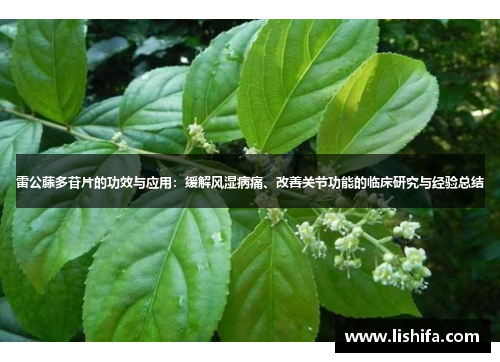 雷公藤多苷片的功效与应用：缓解风湿病痛、改善关节功能的临床研究与经验总结