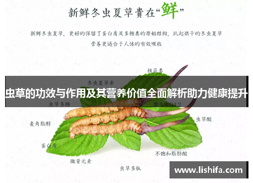 虫草的功效与作用及其营养价值全面解析助力健康提升